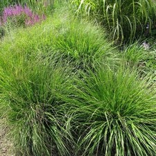 Rozplenica Japońska Viridescens sadzonka w pojemniku  2L, używany na sprzedaż  PL
