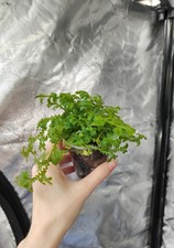 5cm pot selaginella for sale  ALFRETON