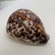 Tiger cowrie sea for sale  HULL