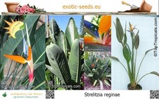 Strelitzia reginae paradiesvog gebraucht kaufen Strelitzia reginae paradiesvog gebraucht kaufen  Dresden