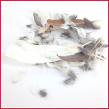 quail feathers for sale quail feathers for sale Warsaw
