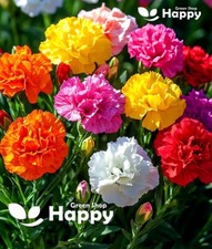 Carnation mix chabaud for sale  DONCASTER