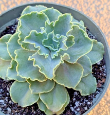 Large mature echeveria for sale  Saratoga