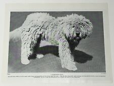 Komondor sheepdog dog for sale  NORWICH