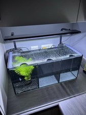 Aqua one betta for sale  DUNMOW