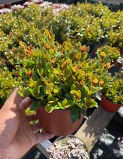 Pot colorful goldfish for sale  Garden Grove