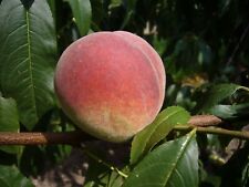 Pfirsich fruteria pfirsichbaum gebraucht kaufen  Ladenburg