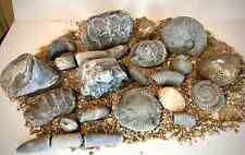 Ammonite belemnite mixed for sale  MIDDLESBROUGH