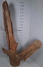 Driftwood pine taxidermy for sale  Brookwood