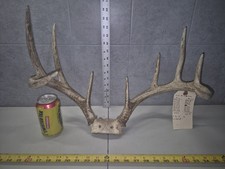 Wild point whitetail for sale  Valley City