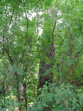 Common hop tree for sale  Beachwood