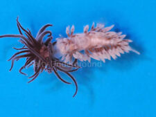 Berghia nudibranch inch for sale  Saint Louis