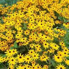 Black eyed susan for sale  Berwyn