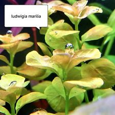 Ludwigia marilia plantes d'occasion  Crécy-la-Chapelle