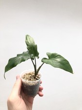 Baby alocasia lauterbachiana for sale  OXFORD