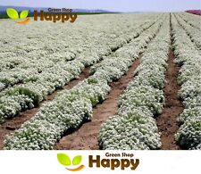 Sweet alyssum new for sale  DONCASTER