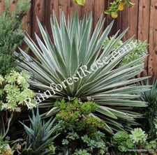 Inch plant agave for sale  Milpitas