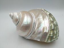 Abalone sea snail for sale  LEAMINGTON SPA