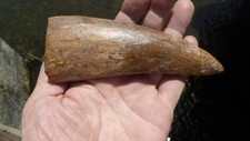 Dent fossilisee carcharodontos d'occasion  Saint-Girons