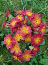 Primevere primula mélange d'occasion  Châteauroux