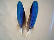 Pair macaw parrot for sale  BACUP
