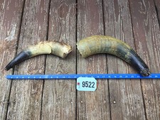 Nice bovine cow for sale  Signal Mountain