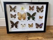 Butterfly collection mounted for sale  MANCHESTER