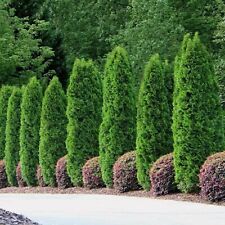 White cedar thuja for sale  Saint Augustine