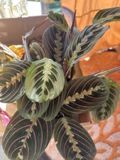 Maranta red prayer for sale  Fallbrook