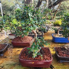 13yrs old fukien for sale  Rotonda West