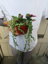 String pearls easter for sale  Garden Grove