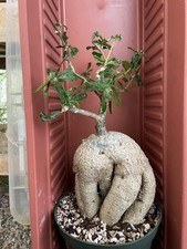 succulent bonsai for sale succulent bonsai for sale Gilroy