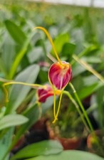 Orchidea miniatura masdevallia usato  Spedire a Italy