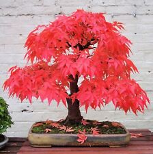Japanese red maple for sale  Erie
