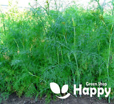 Herb dill bouquet for sale  DONCASTER