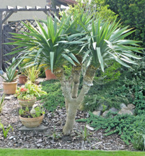 Yucca gloriosa winterhart gebraucht kaufen  Cottbus