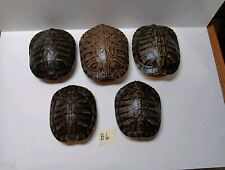 Red eared slider for sale  Ozark