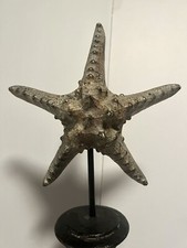 Beautiful starfish tall for sale  Conyers