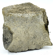 Whale vertebrae fossil for sale  Olney