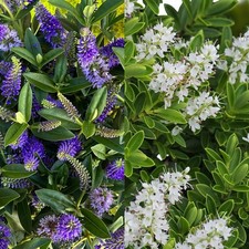 Hebe blooms plant for sale  GLASGOW