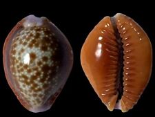 cypraea helvola usato cypraea helvola usato Roma