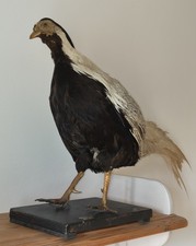 Tierpräparat fasan silberfasa gebraucht kaufen  Hamburg