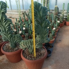 Mirtillocactus crestato usato  Porto Cesareo