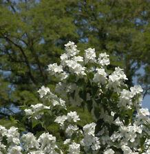Gefüllter gartenjasmin 100cm gebraucht kaufen  Bad Zwischenahn