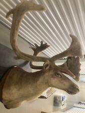 Taxidermy caribou shoulder for sale  Pineville