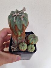 Euphorbia infausta radici usato  Viterbo