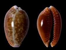 Cypraea helvola fort usato  Roma