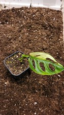 variegata monstera eingetopft gebraucht kaufen variegata monstera eingetopft gebraucht kaufen München