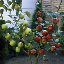 Apple patio duo for sale  PETERBOROUGH
