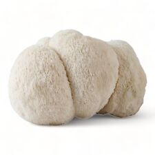 Organic lion mane for sale  Saint Paul